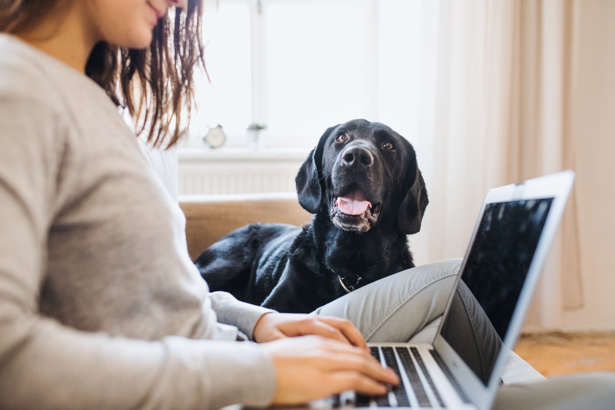 dog on couch